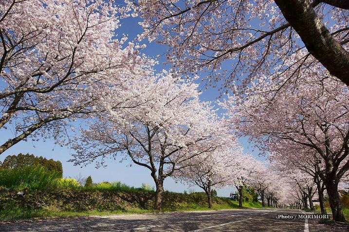 ■ 垂水公園へ続く桜並木（チェリーロード）