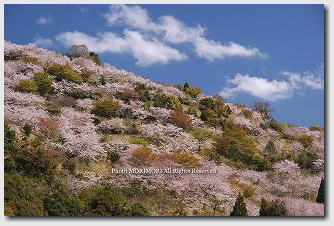■ 日南市 花立公園 2011年4月撮影 03 日南市 花立公園 2011年4月撮影 03