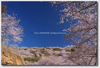 ■ 日南市 花立公園 2011年4月撮影 09 日南市 花立公園 2011年4月撮影 09