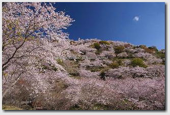 ■ 日南市 花立公園 2011年4月撮影 12 日南市 花立公園 2011年4月撮影 12