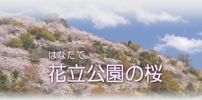 Photo Miyazaki 花立公園の桜ページタイトル