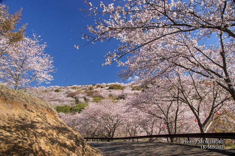 日南市 花立公園の桜
