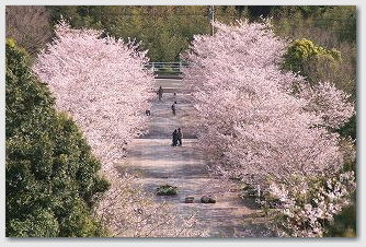 久峰公園 入り口の桜