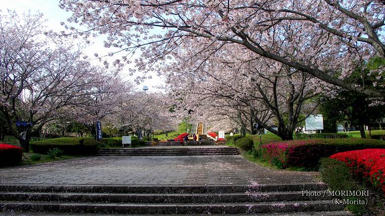 宮崎市 久峰総合公園の桜