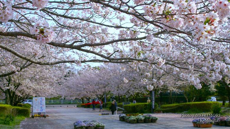 宮崎市 久峰総合公園の桜