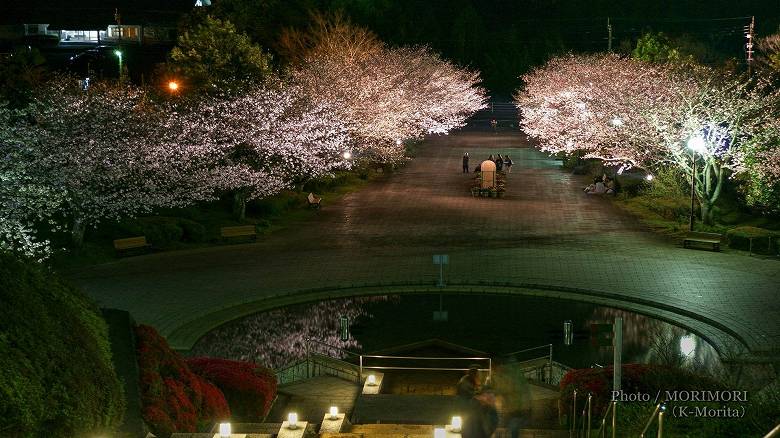 久峰総合公園の夜桜
