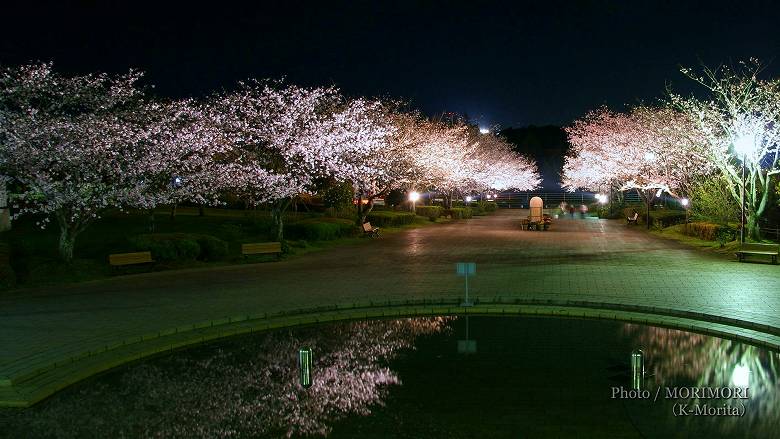 久峰総合公園の夜桜