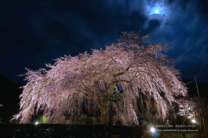原田家のしだれ桜　ライトアップ　夜桜と月