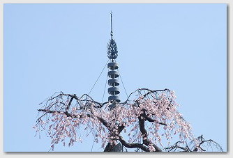 浄専寺の枝垂れ桜　05