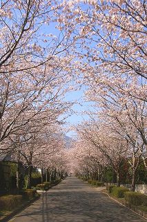 牧場の桜（まきばの桜）　写真　宮崎県小林市　02