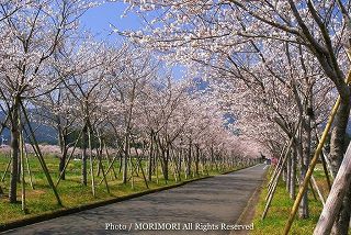 牧場の桜（まきばの桜）　写真　宮崎県小林市03