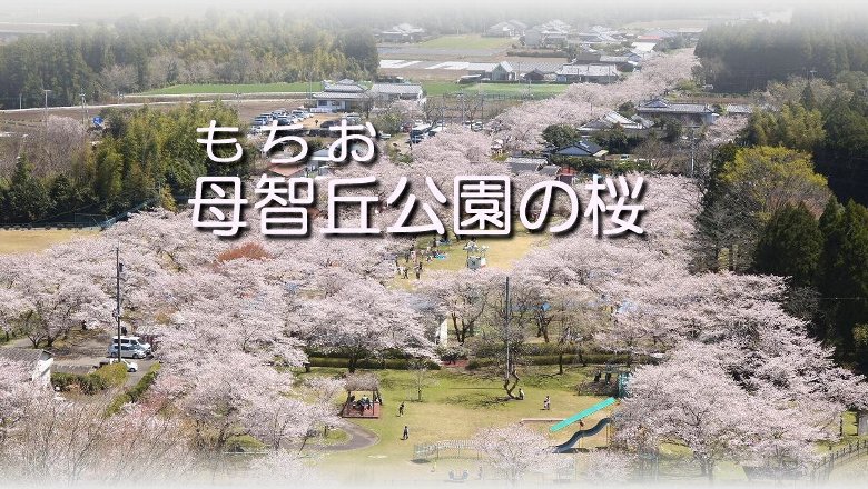 Photo Miyazaki 母智丘公園の桜ページタイトル