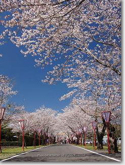 母智丘公園（もちお公園）の桜