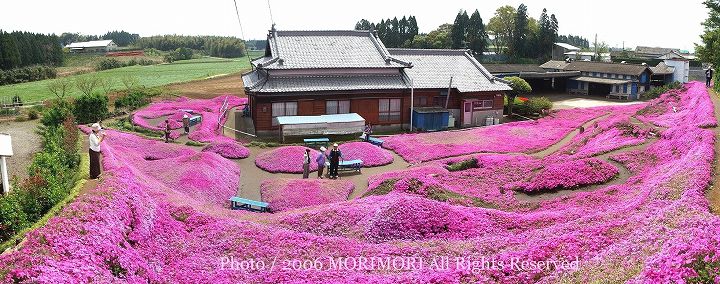 芝桜（シバ桜）　北側