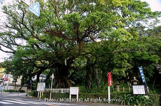 野島神社のアコウの木　2008年撮影　01