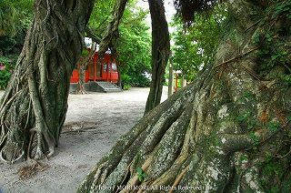 野島神社とアコウの木　02