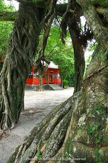 野島神社とアコウの木　03