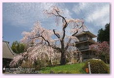 宮崎の花　浄専寺（じょうせん寺）のしだれ桜