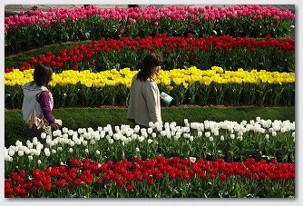 2006春のフローラル祭　チューリップ01　フローランテ宮崎にて