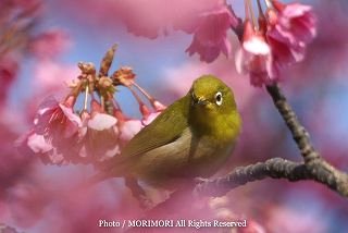 �J���q�U�N���ƃ��W���@2009-01