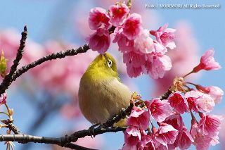 �J���q�U�N���ƃ��W���@2009-04