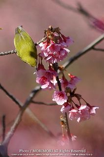 カンヒザクラ(寒緋桜)とメジロの写真　02