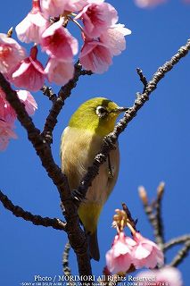 �J���q�U�N��(�����)�ƃ��W���̎ʐ^�@01