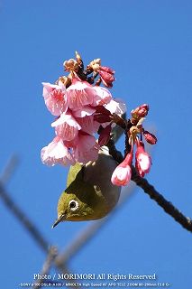カンヒザクラ(寒緋桜)とメジロの写真　10