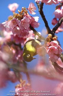 カンヒザクラ(寒緋桜)とメジロの写真　09