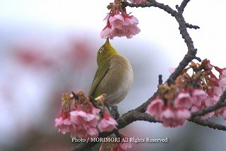 �J���q�U�N��(�����)�ƃ��W���@���ǂ��̂��Ɂ@2008�@�ǉ��ʐ^�@01