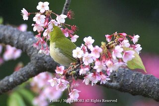 カンヒザクラ(寒緋桜)とメジロ　こどものくに　2008　追加写真　04