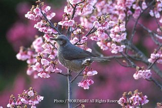 カンヒザクラ(寒緋桜)と野鳥　こどものくに　2008　追加写真　05