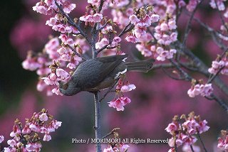 カンヒザクラ(寒緋桜)と野鳥　こどものくに　2008　追加写真　06