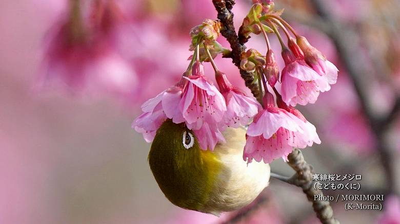 寒緋桜（カンヒザクラ）とメジロ