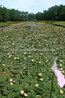 スイレンの写真　08年追加-03　宮崎市市民の森　みそぎ池（御池）