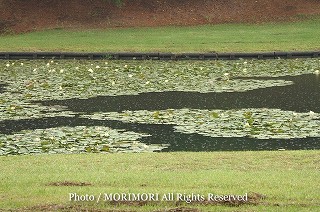 スイレンの写真　02　宮崎市市民の森　みそぎ池（御池）