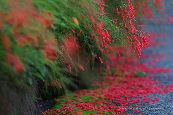  2013馬　赤い花　ハナチョウジ