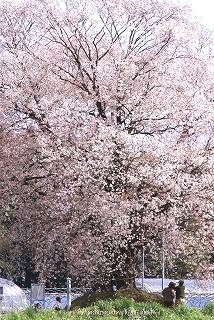 北西部かた見るとこの桜はこんもりした形です。（逆光ですが）