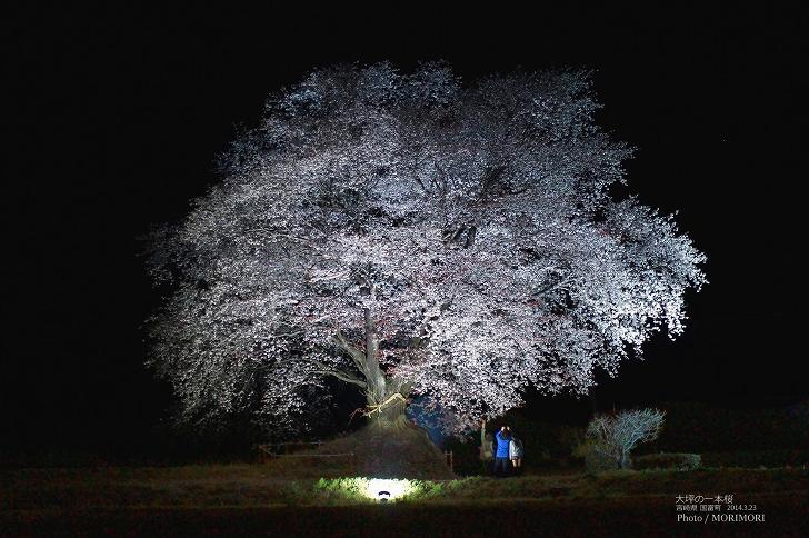 ■ 大坪の一本桜 ライトアップ(夜桜) 01 ■ 大坪の一本桜 ライトアップ(夜桜) 01