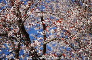 大坪の一本桜の写真　追加　05