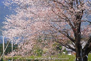 大坪の一本桜の写真　追加　06