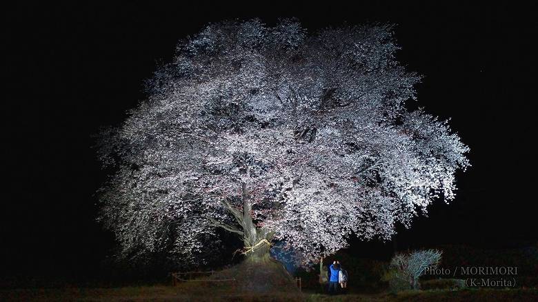大坪の一本桜(2014年 ライトアップされていた頃の写真)