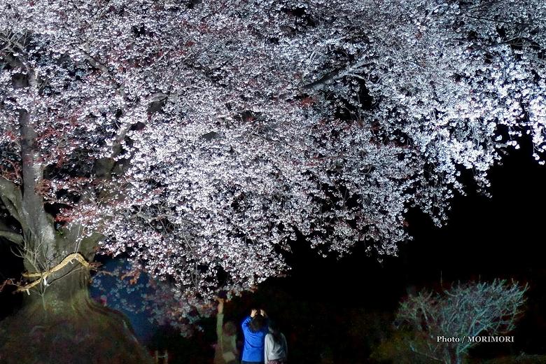 ■ 大坪の一本桜 ライトアップ(夜桜) 00 ■ 大坪の一本桜 ライトアップ(夜桜) 00