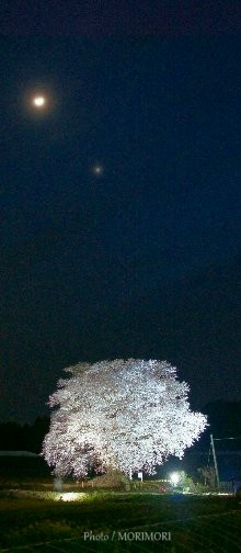 ■ 2015 大坪の一本桜　ライトアップ（夜桜）　00