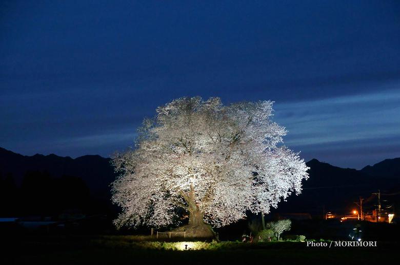 ■ 2015年3月23日 満開 大坪の一本桜ライトアップ(夜桜) 00 ■ 2015年3月23日 満開 大坪の一本桜ライトアップ(夜桜) 00
