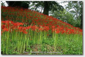 �ފ݉ԁ@�{�茧�@�������@�c�q�������ɂ�