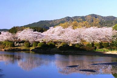 観音池公園（かんのんいけこうえん）の桜