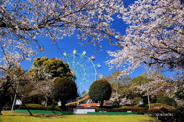 観音池公園（かんのんいけこうえん）の桜