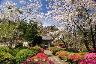 都農牧神社の桜とツツジ　　参道　10