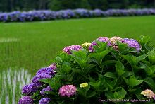 �{�茧�@�������@�k����@�Ŗ삠���������[�h�̎ʐ^�@05